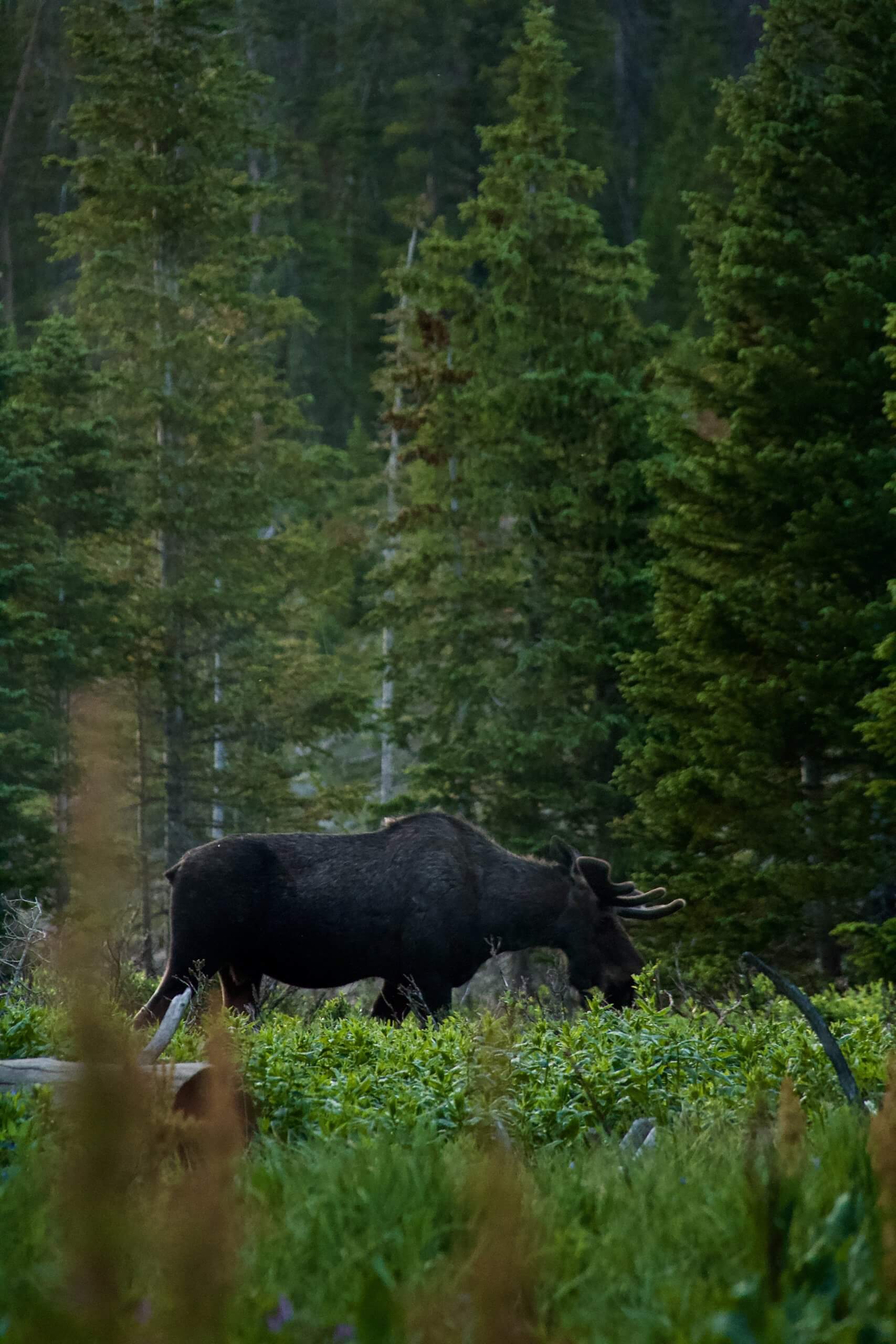 black moose eating 
