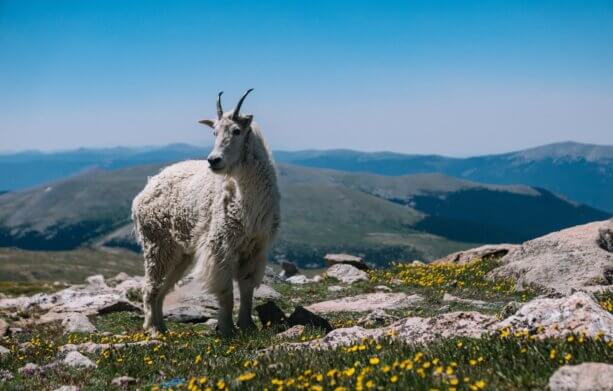 mountain goat Colorado, wildflowers