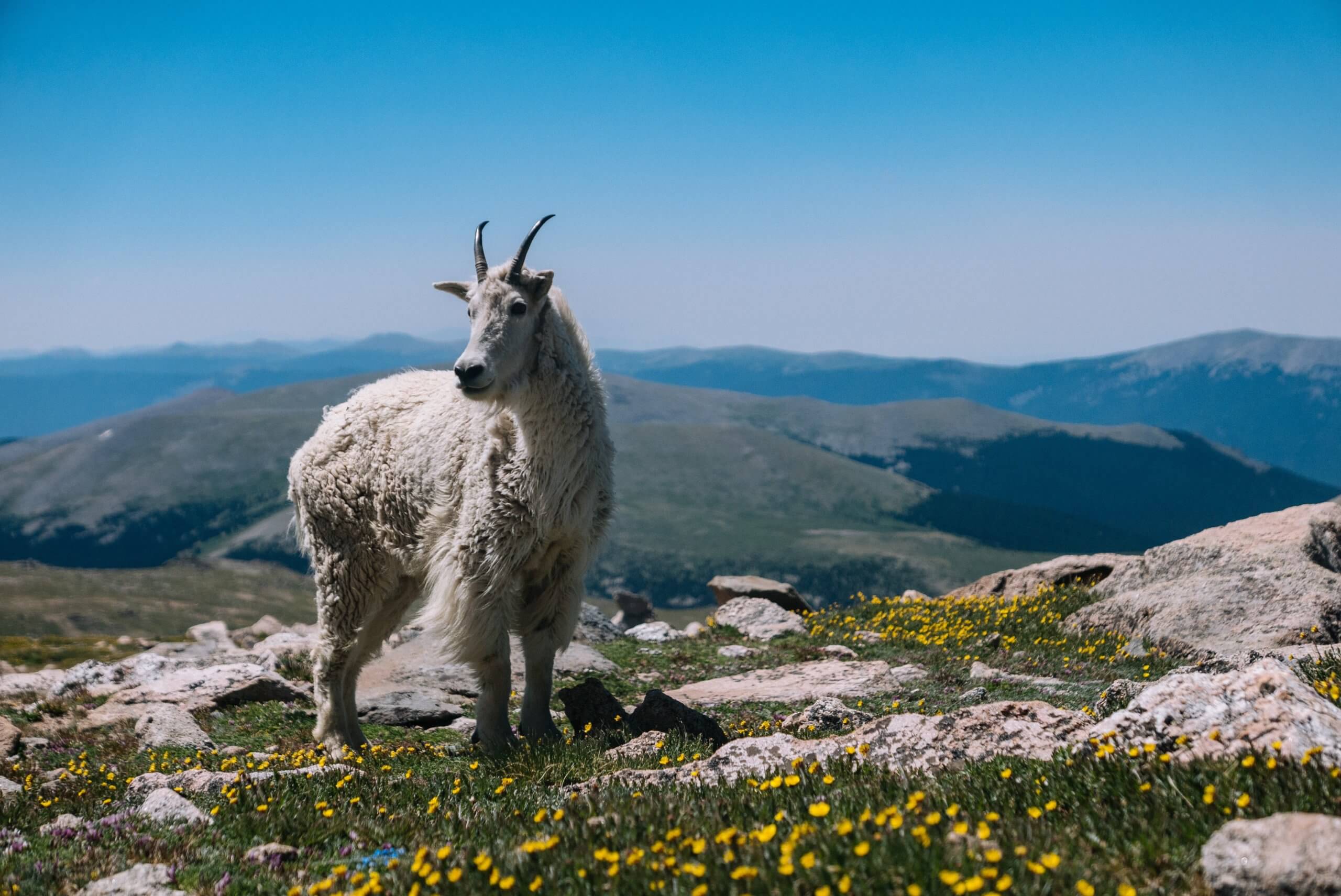 Mountain goat amid wildflowers